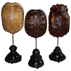 Set of 20th Century Turtle Shells Shields on Stand