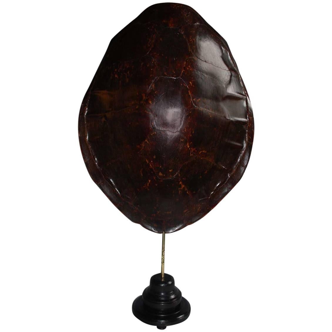 Extremely Large 20th Century Sea Turtle Shells Shield on Stand