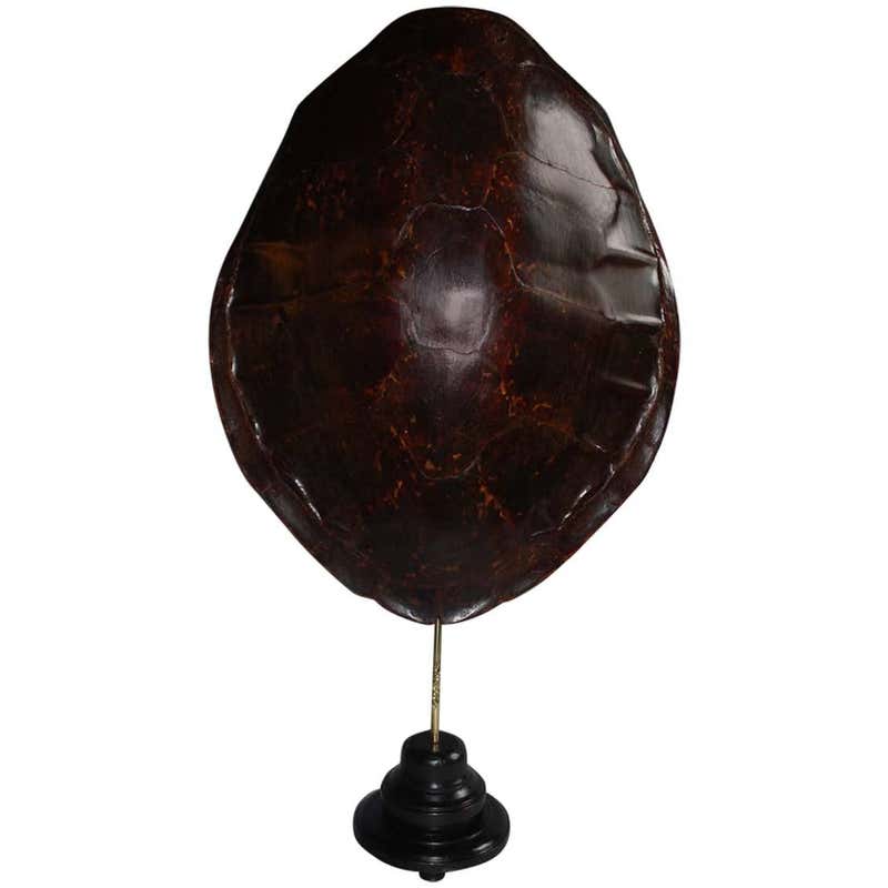 Extremely Large 20th Century Sea Turtle Shells Shield on Stand For Sale ...
