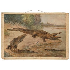 Antique German School, Teaching Chart, Poster "Crocodiles"