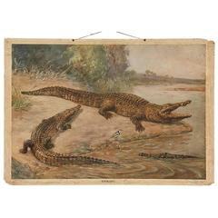 Antique German School, Teaching Chart, Poster "Crocodiles" 9