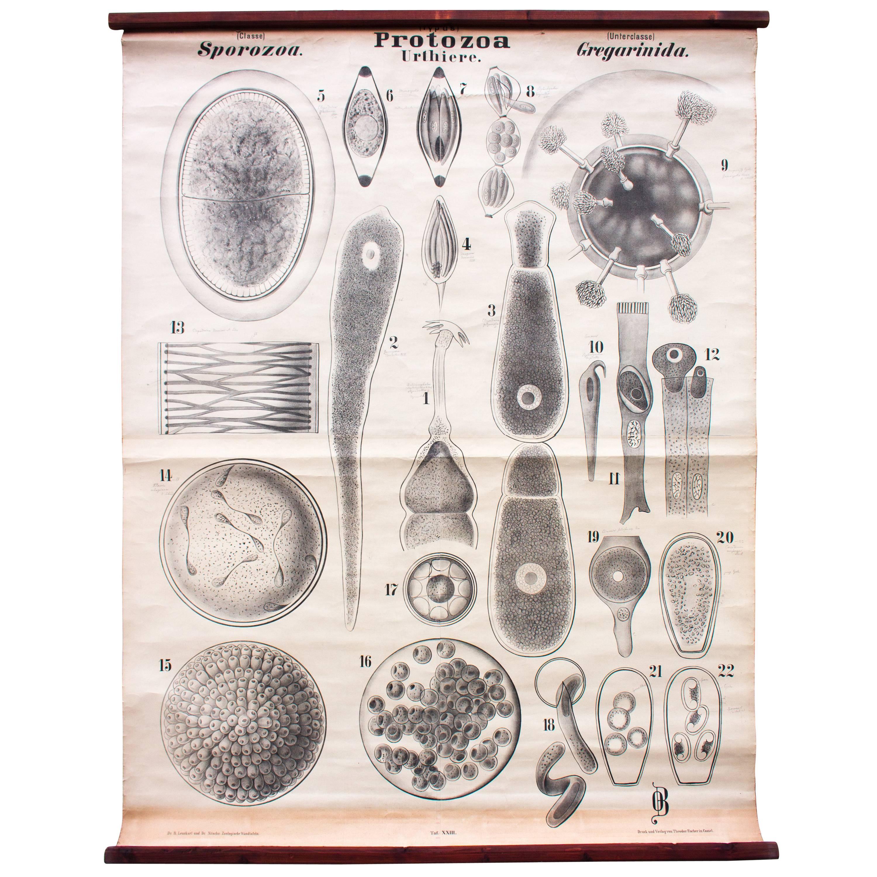 Vintage 19th Century Wall Chart by Rudolf Leuckart, Protozoa, Urthiere, 1878 For Sale