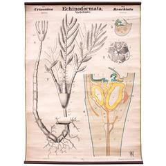 Vintage 19th Century Wall Chart by Rudolf Leuckart, Echinodermata, 1879 Vintage 19th Century Wall Chart by Rudolf Leuckart, Echinodermata, 1879