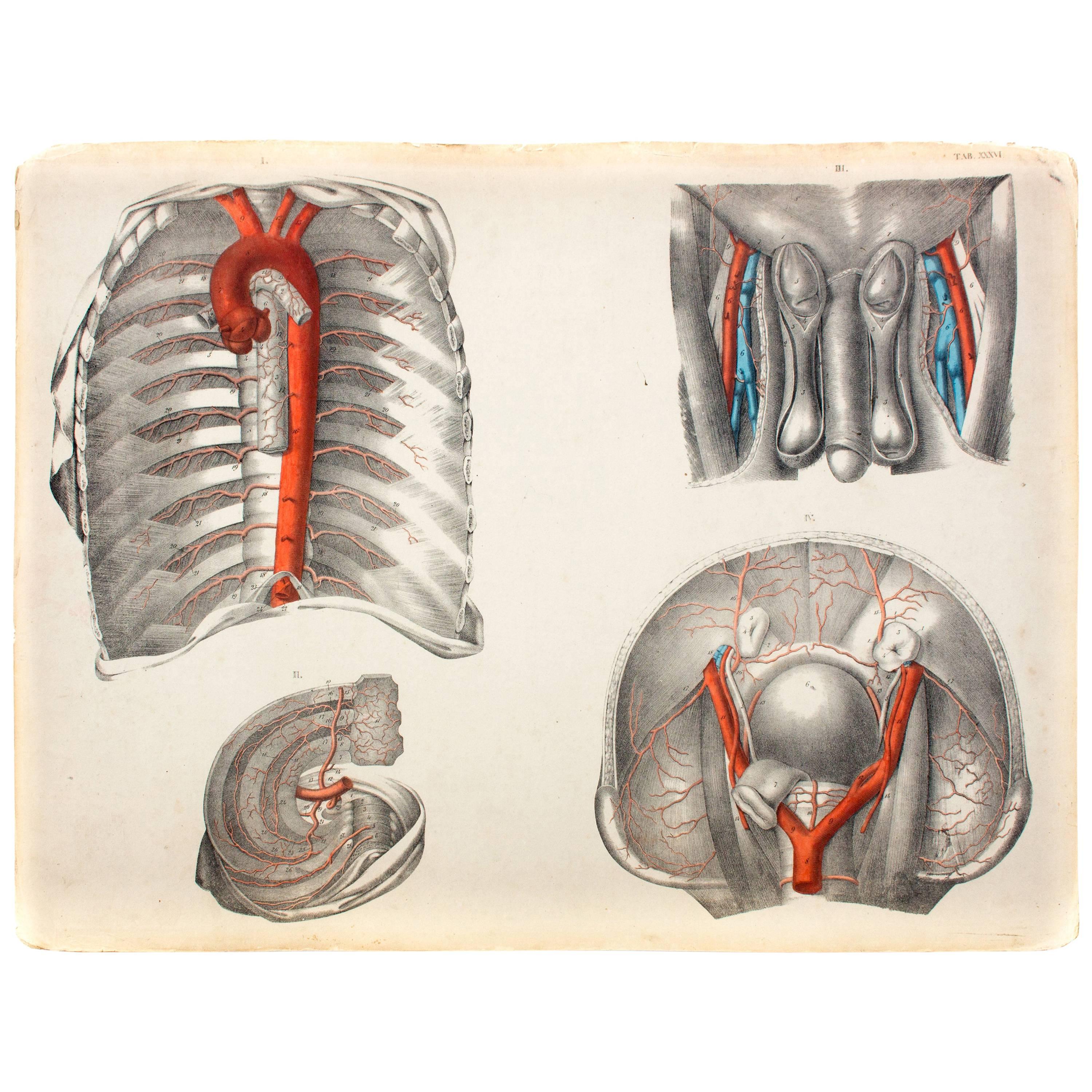 Vintage Anatomical School, Teaching Chart, M.J. Weber, 1830 For Sale