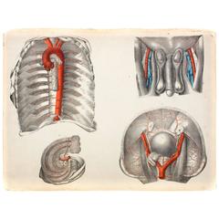 Vintage Anatomical School, Teaching Chart, M.J. Weber, 1830