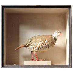 Used Museum Cased Taxidermy French Partridge, circa 1865-1885, Attributed to R.Duncan