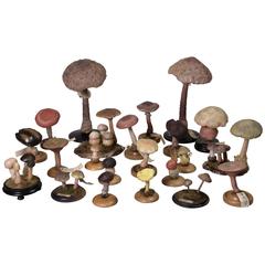 Group of Pharmacy Mushroom Models, circa 1925