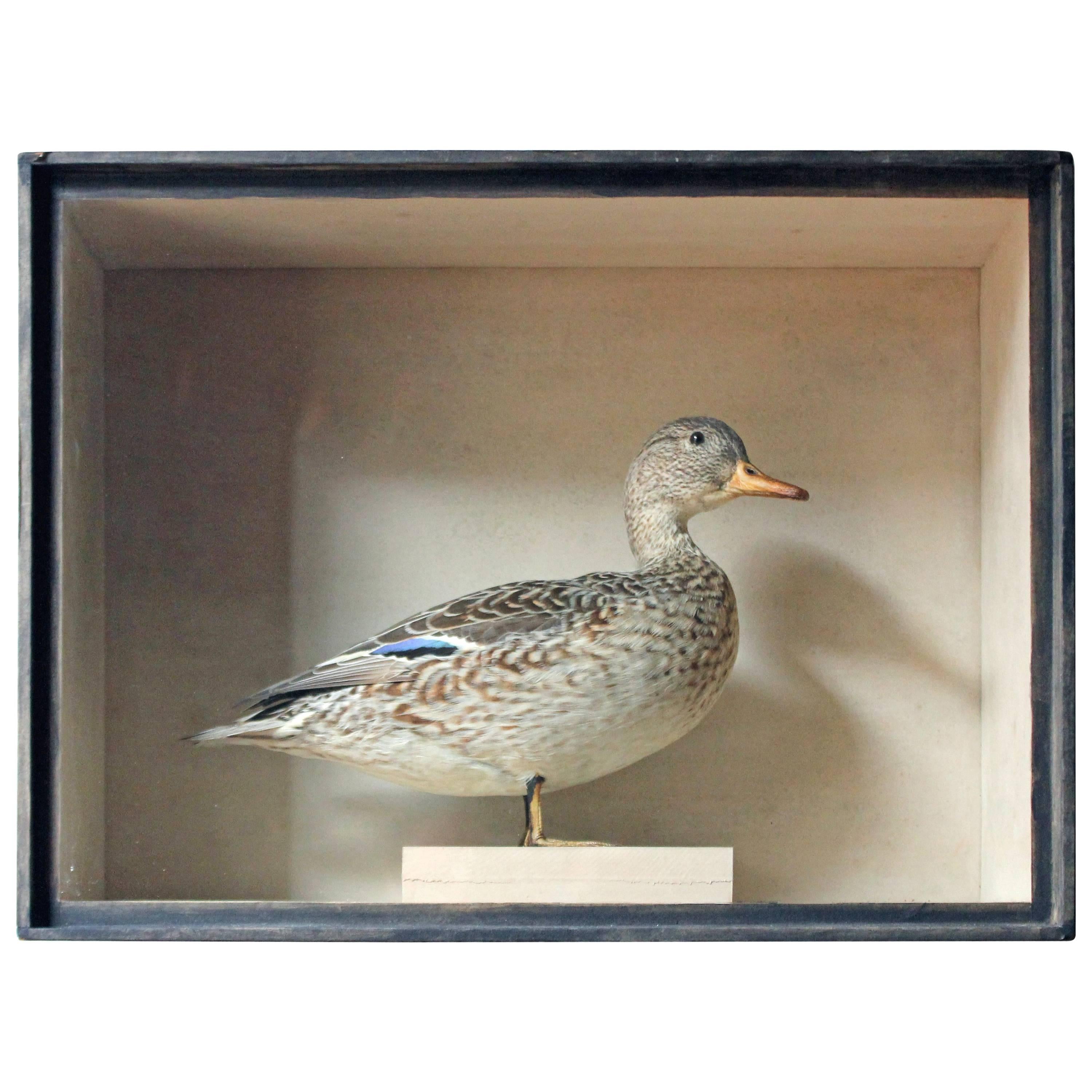 Museum Cased Taxidermy Female Teal, circa 1865-1885, R.Duncan of Newcastle