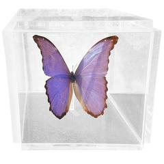 Blue Morpho Butterfly Taxidermy in Thick Lucite Display Case