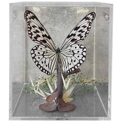 Vintage Butterfly Taxidermy