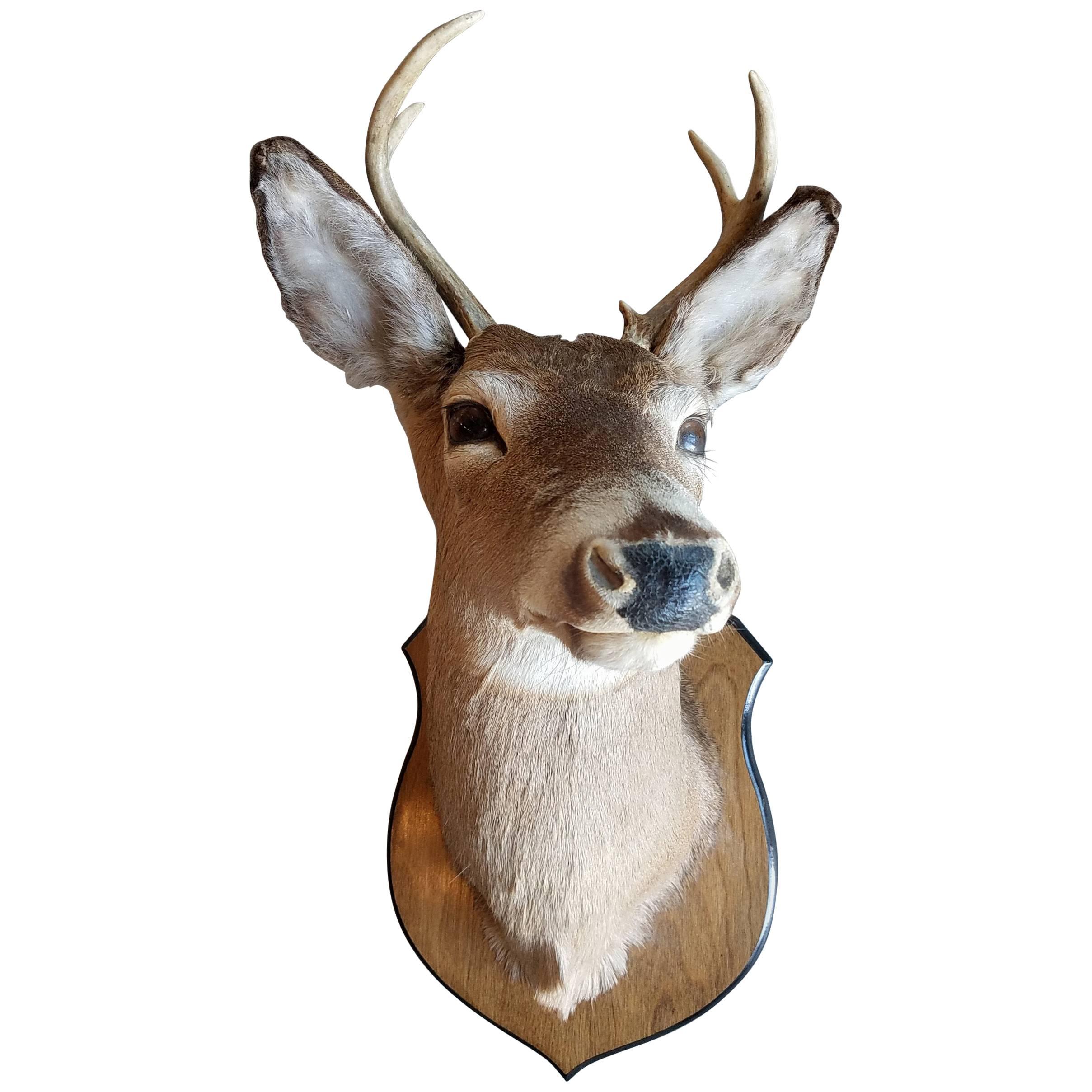 Beautiful Four Point Deer Head Mount Taxidermy For Sale