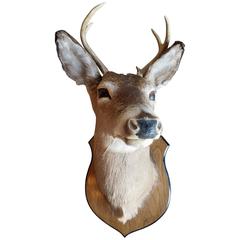 Beautiful Four Point Deer Head Mount Taxidermy