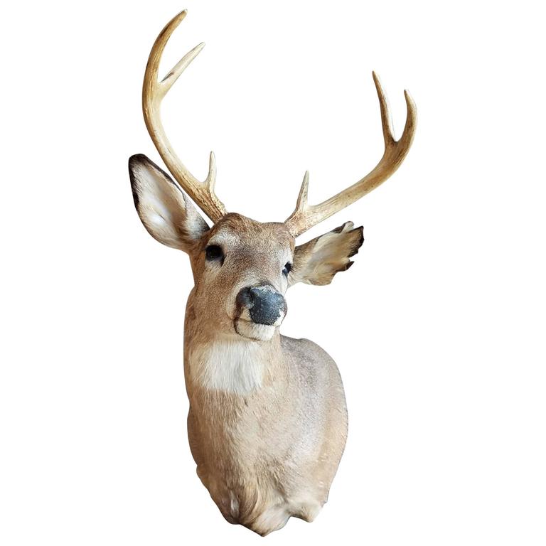 Deer Head Mount >> Beautiful Six Point Deer Head Mount Taxidermy At 1stdibs Deer Head Mount >> Beautiful Six Point Deer Head Mount Taxidermy At 1stdibs