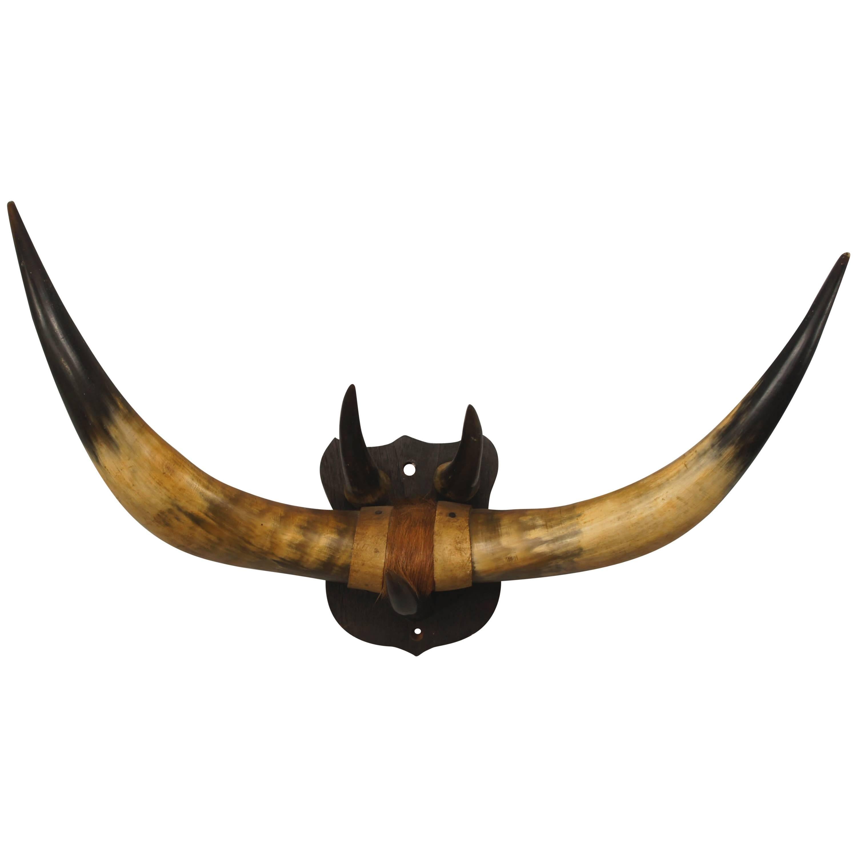 Well Mounted Set of Bull Horns Coat Rack