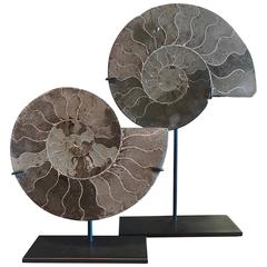 Pair of Ammonite Sculptures, Madagascar, Prehistoric