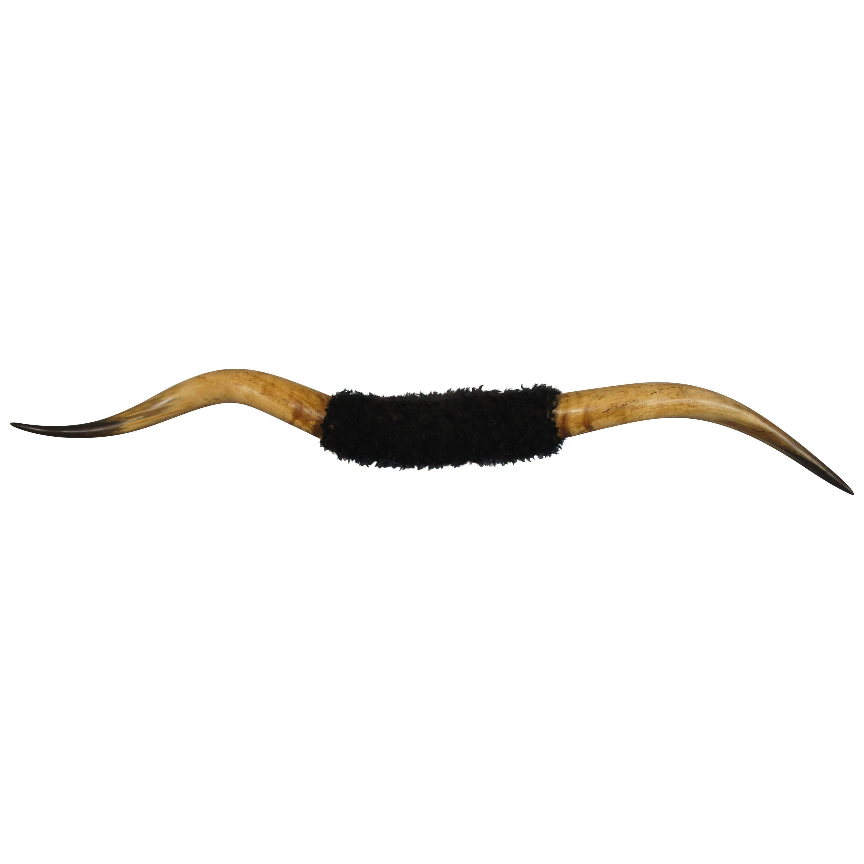 Taxidermy Mounted Longhorn Steer Horns For Sale