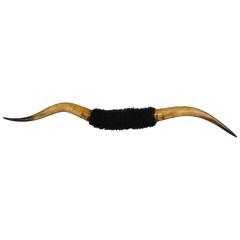 Taxidermy Mounted Longhorn Steer Horns 6