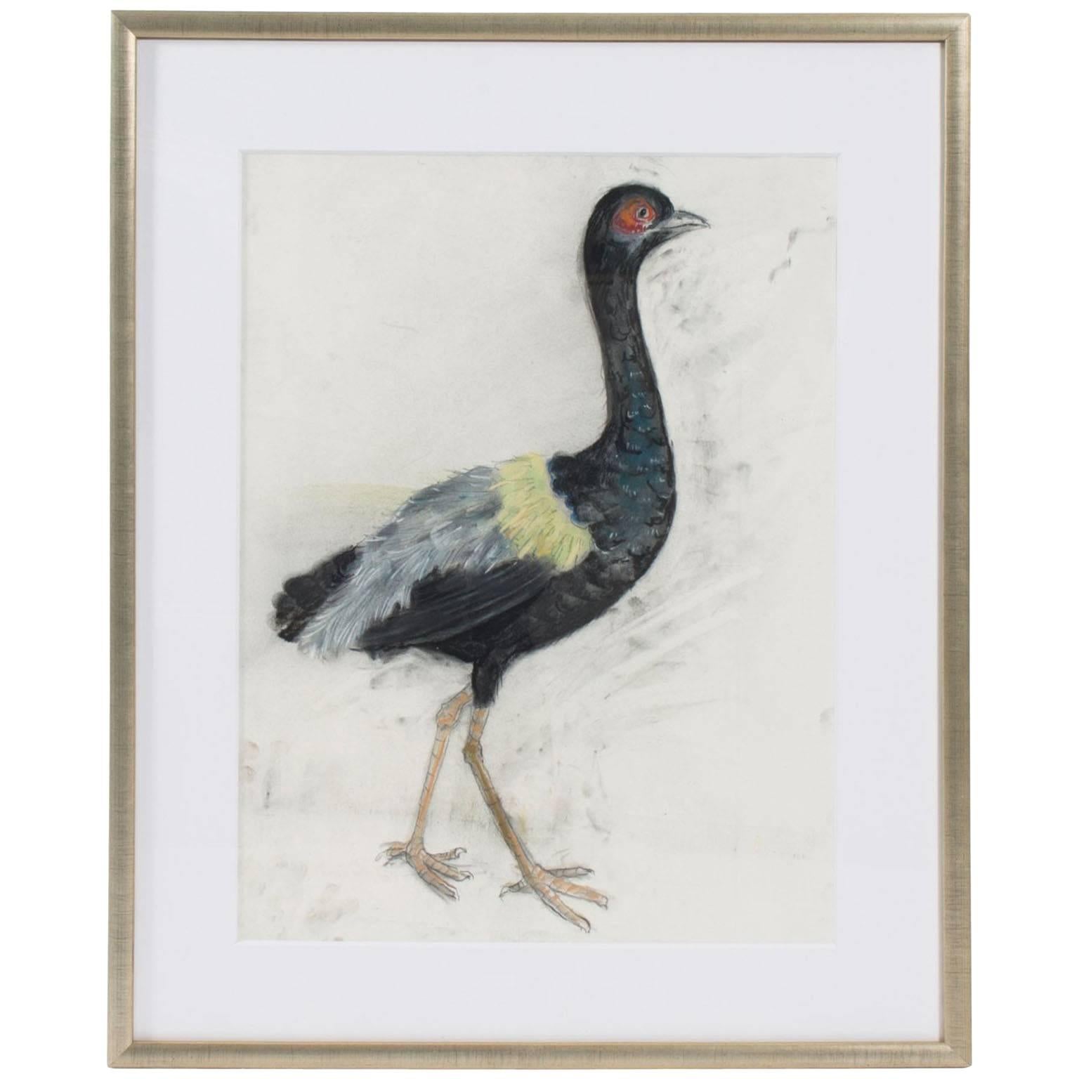 Pastel on Paper of a Grey-Winged Trumpeter Bird, Marianne Stikas For Sale