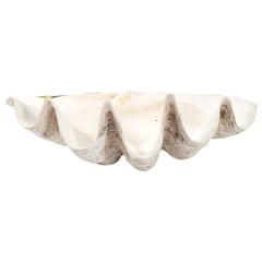 Large Clam Shell