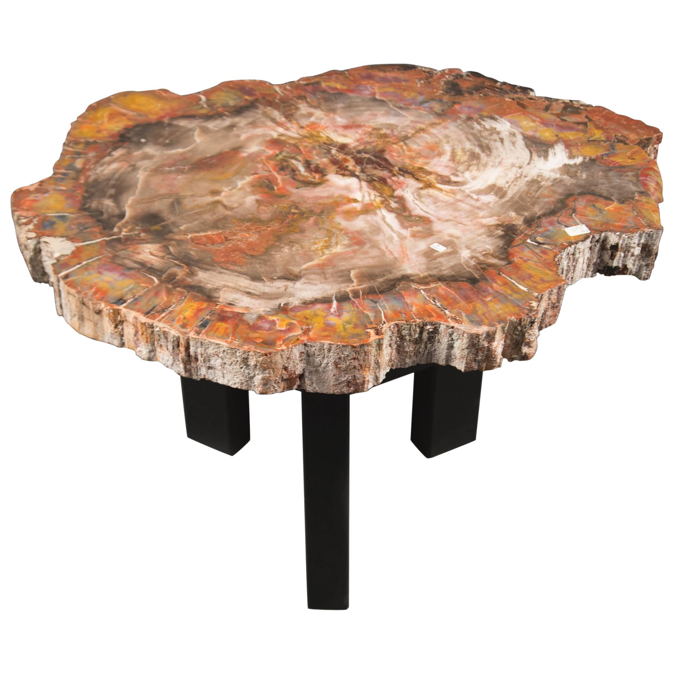 Petrified Wood Coffee Table, Belgium, circa 1970s