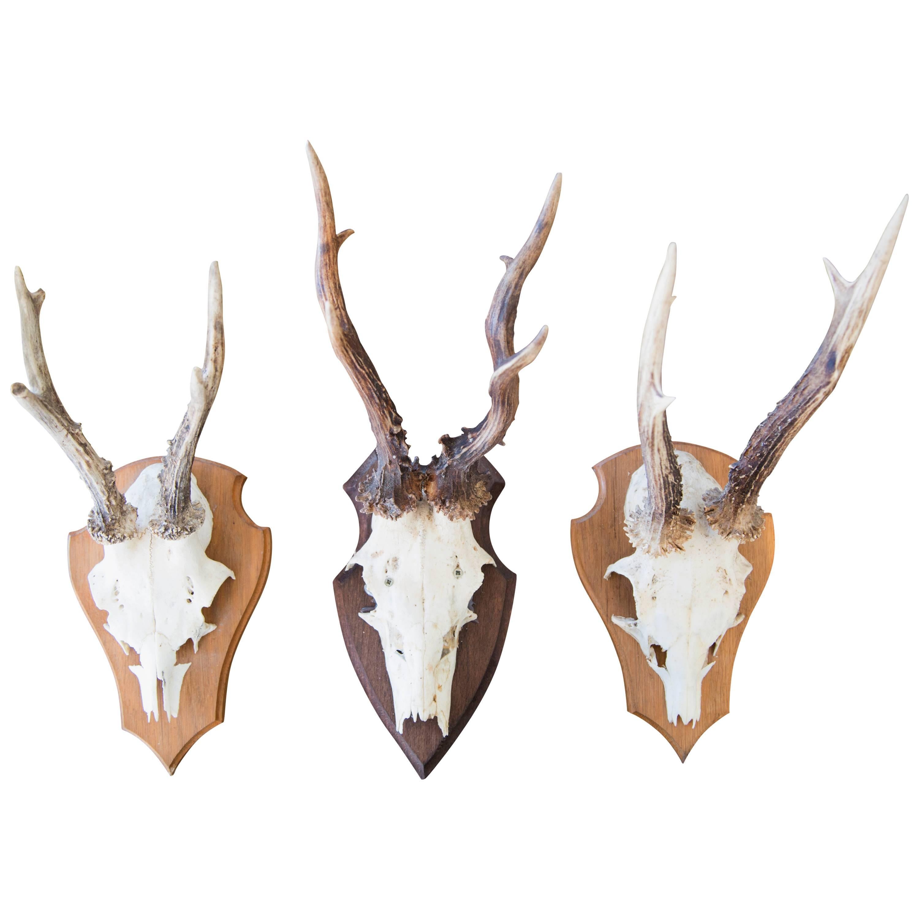 Sixteen Roebuck Antlers For Sale