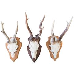 Sixteen Roebuck Antlers