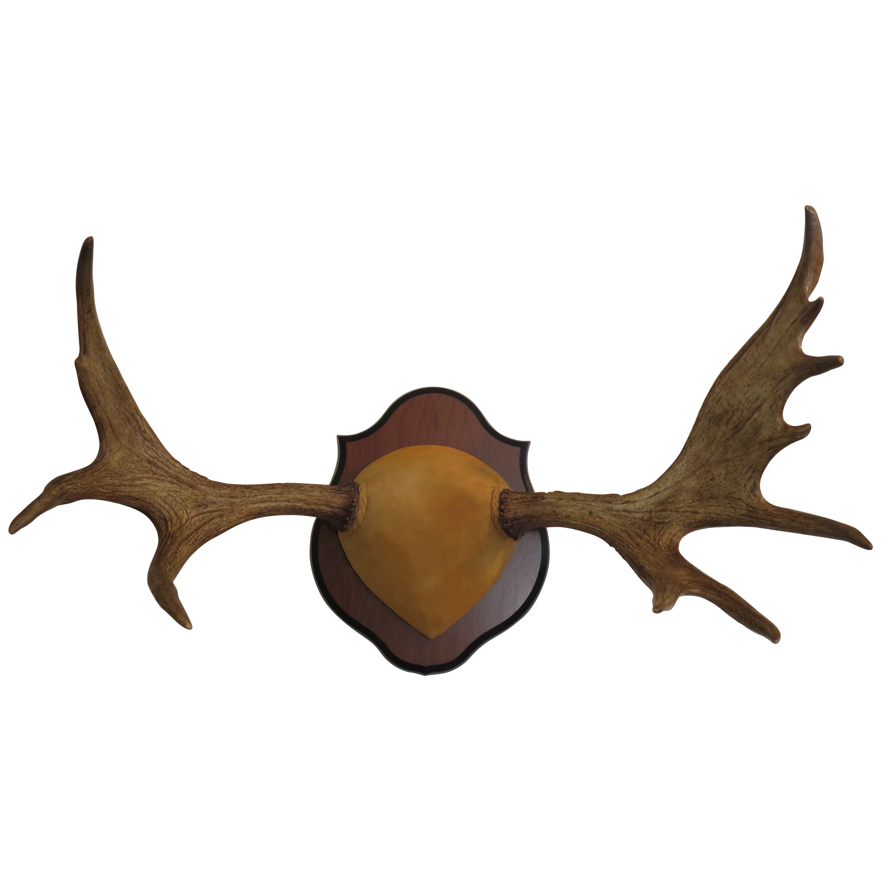 Authentic Moose Horn Antlers For Sale at 1stDibs