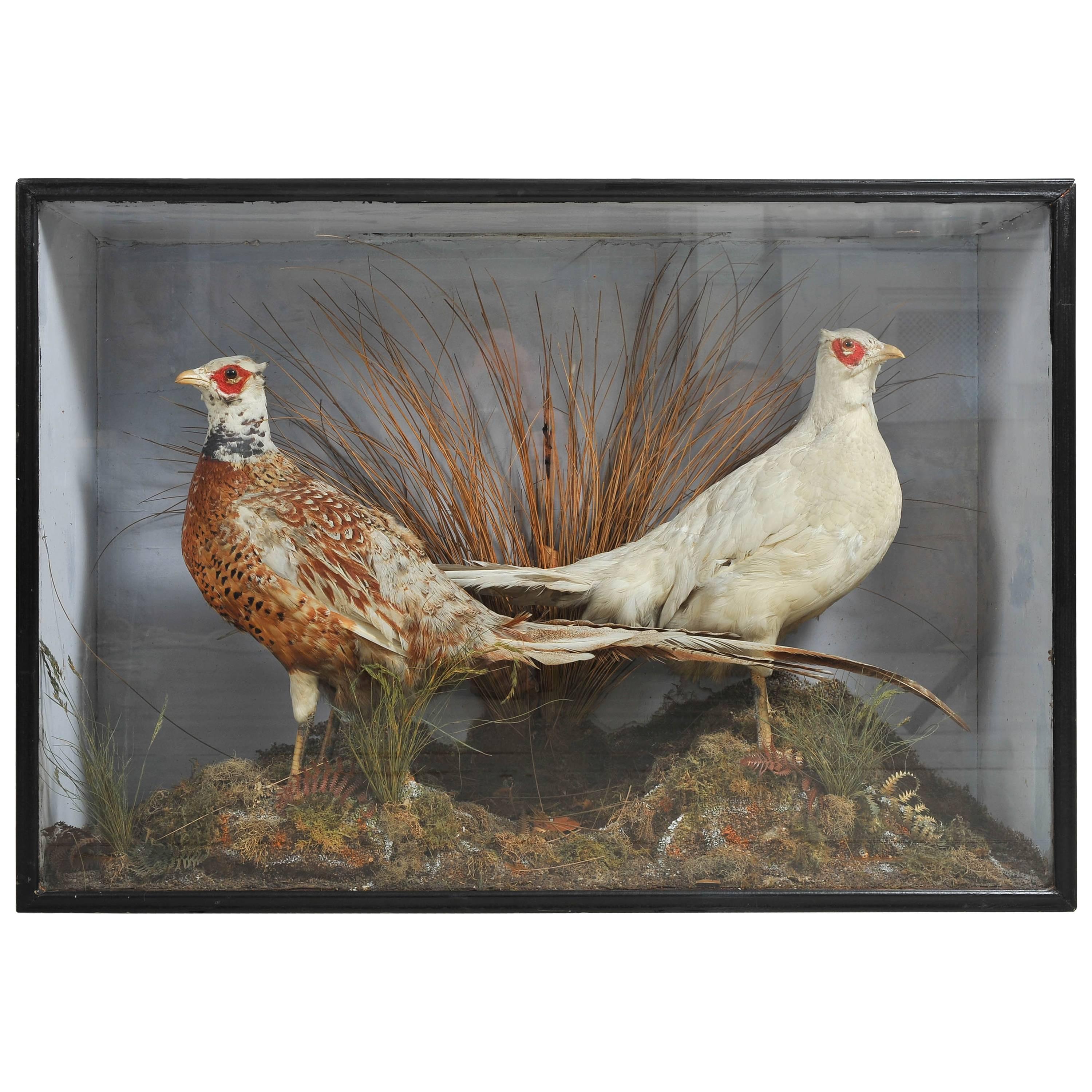 Victorian Pair of Taxidermy Chinese Albino Pheasants