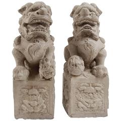 Pair of Chinese Courtyard Shizi 3