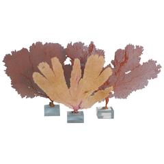 Three Authentic Sea Fans Mounted on Lucite Bases, Priced Individually