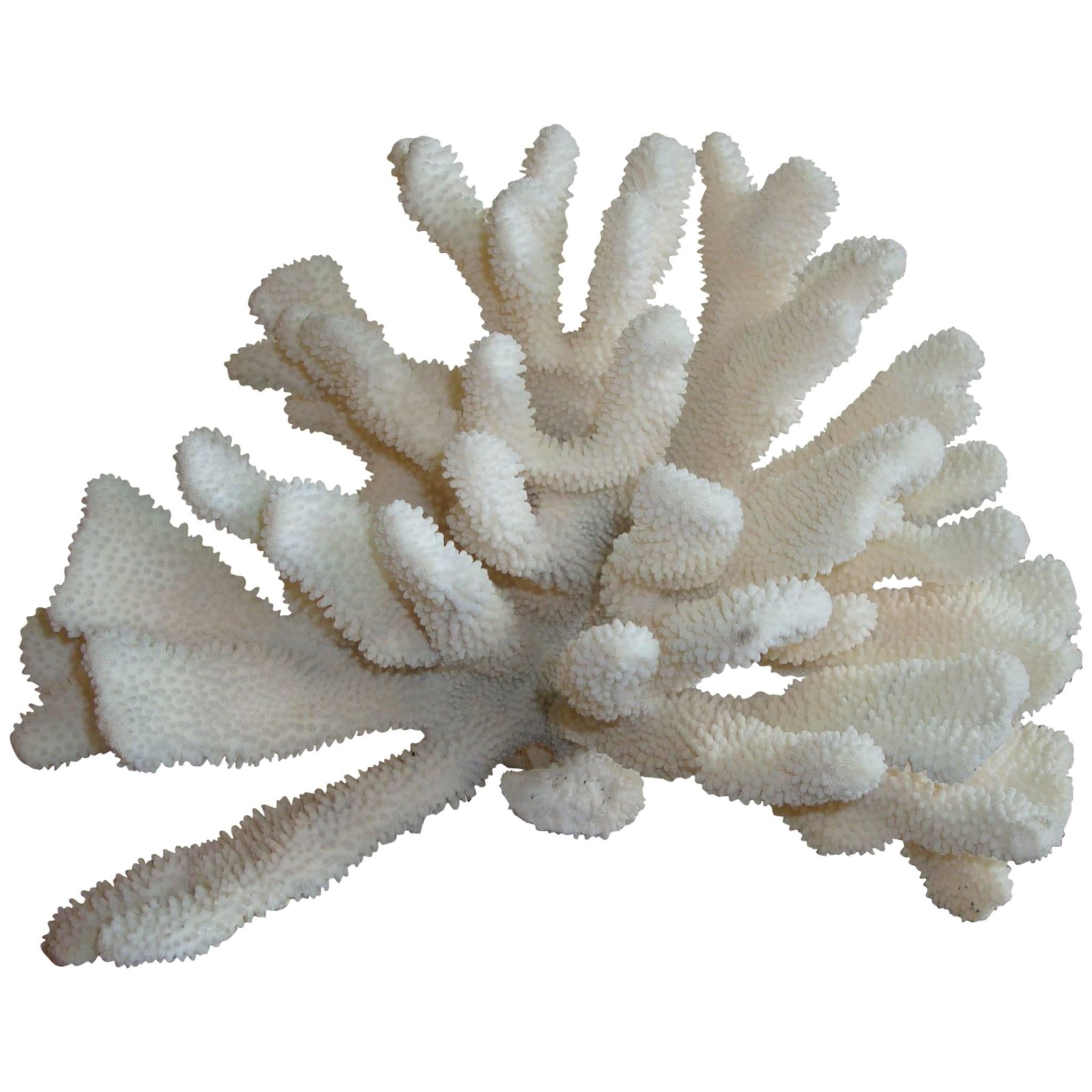 Pacific Elkhorn Coral