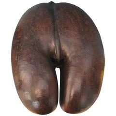 Antique Coco de Mer