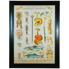 Large French Framed Chart of Copepods Parasites by Remy Perrier 12