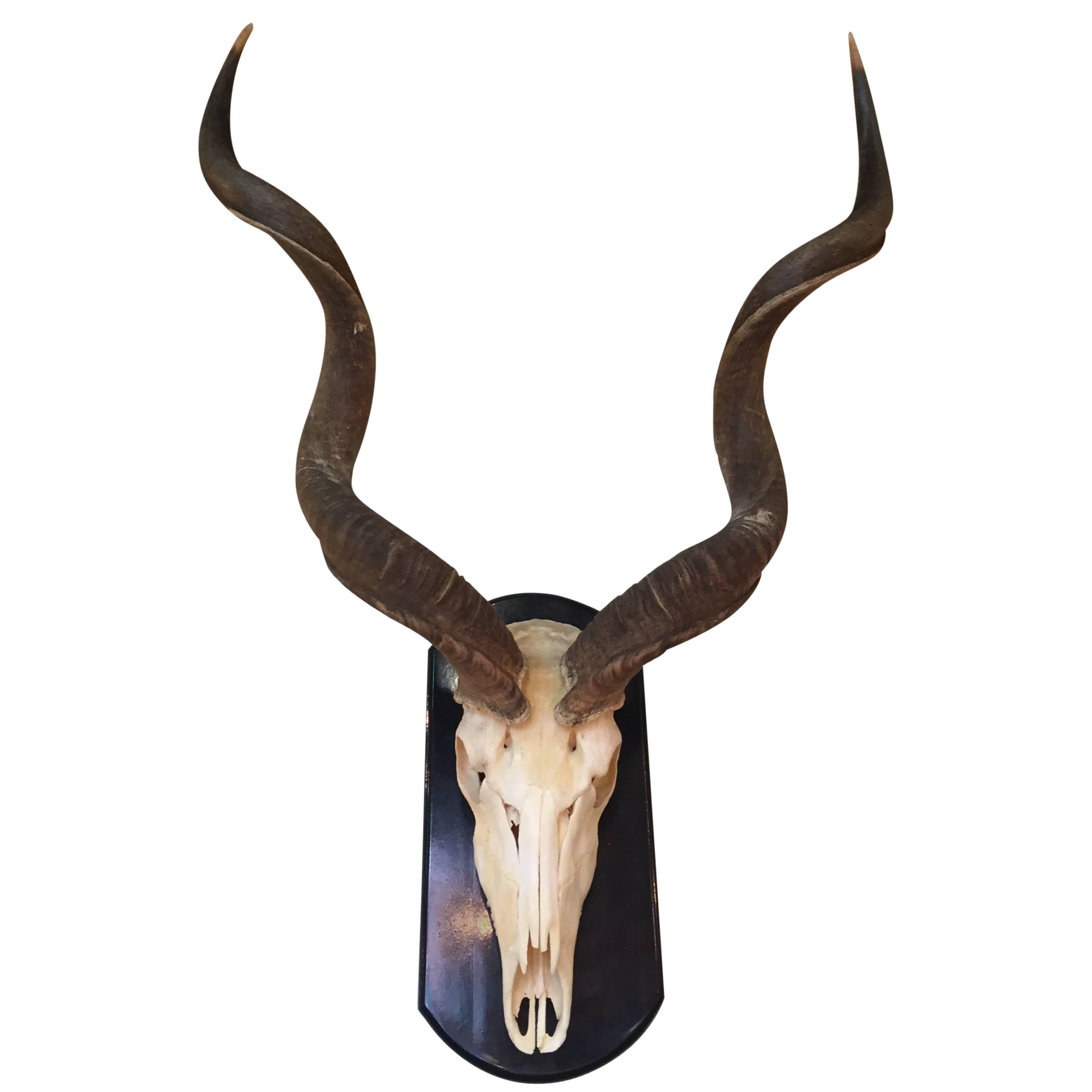 Kudu Horns 14 For Sale on 1stDibs kudu skull, kudu skull for sale, kudu horn decor