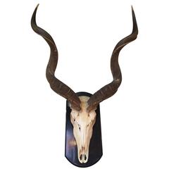Large Kudu Horns and Skull