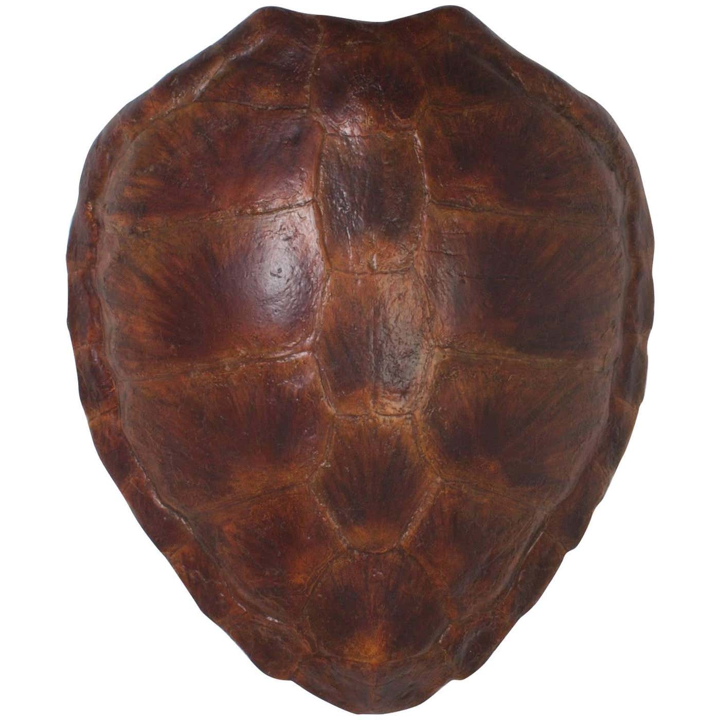 Faux Green Turtle Shell at 1stDibs | faux turtle shell, fake turtle ...