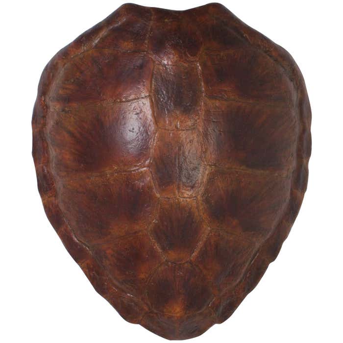 Faux Green Turtle Shell at 1stDibs | faux turtle shell, fake turtle ...