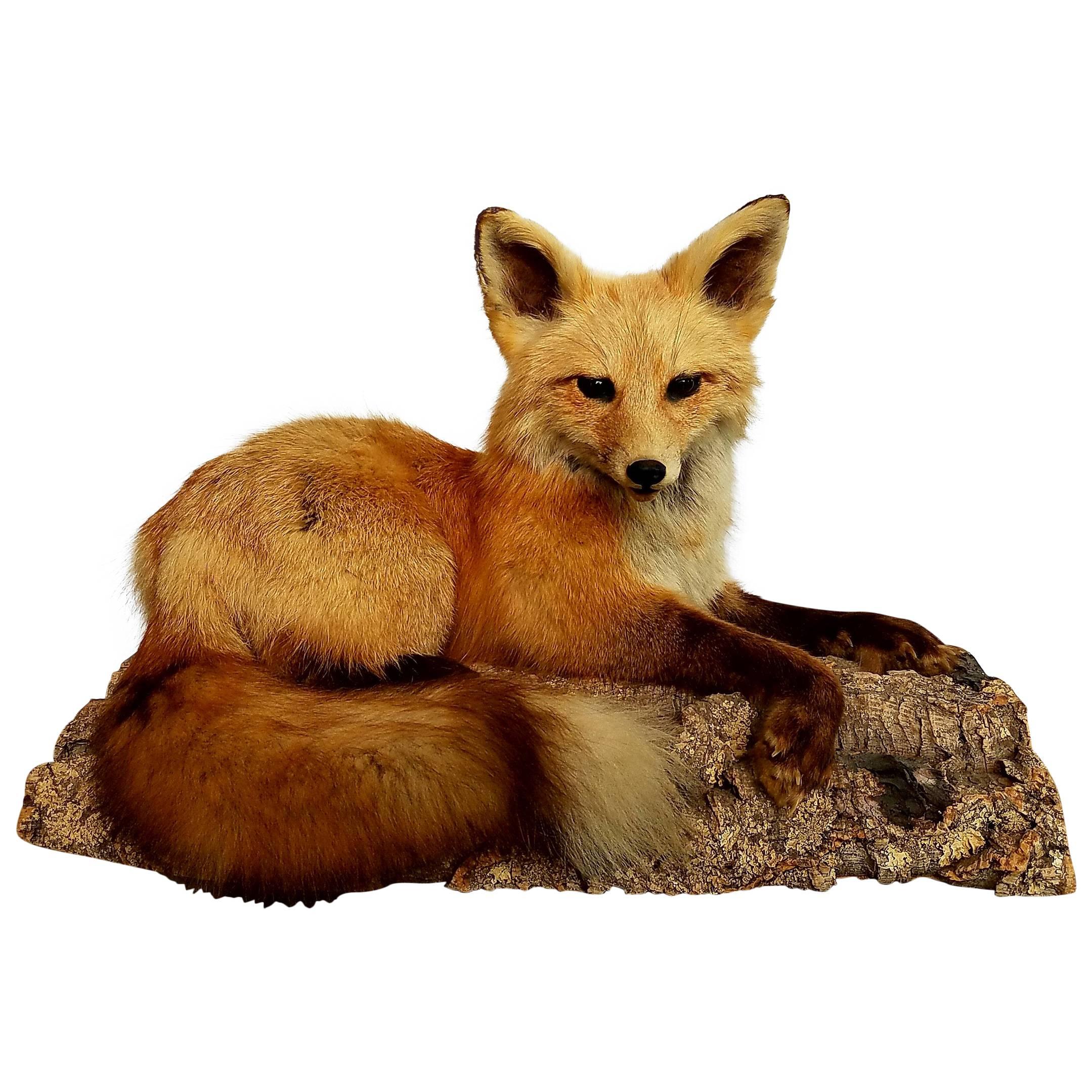 Spectacular Vintage Red Fox Taxidermy on Natural Cork Bark Base