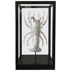 Lobster Painted White or Mounted in Black Lacquer Box with Glass Windows