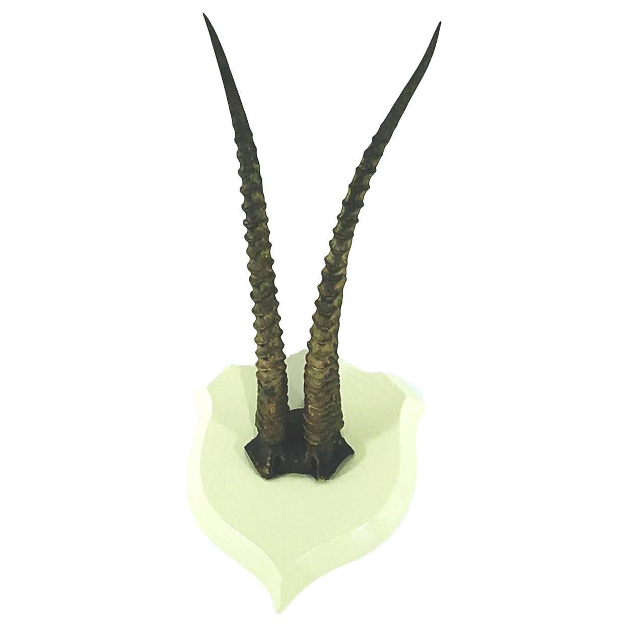 Antilope Taxidermy Horns