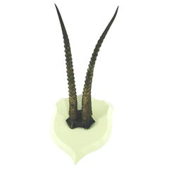Antilope Taxidermy Horns