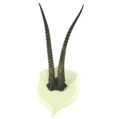 Antilope Taxidermy Horns 3