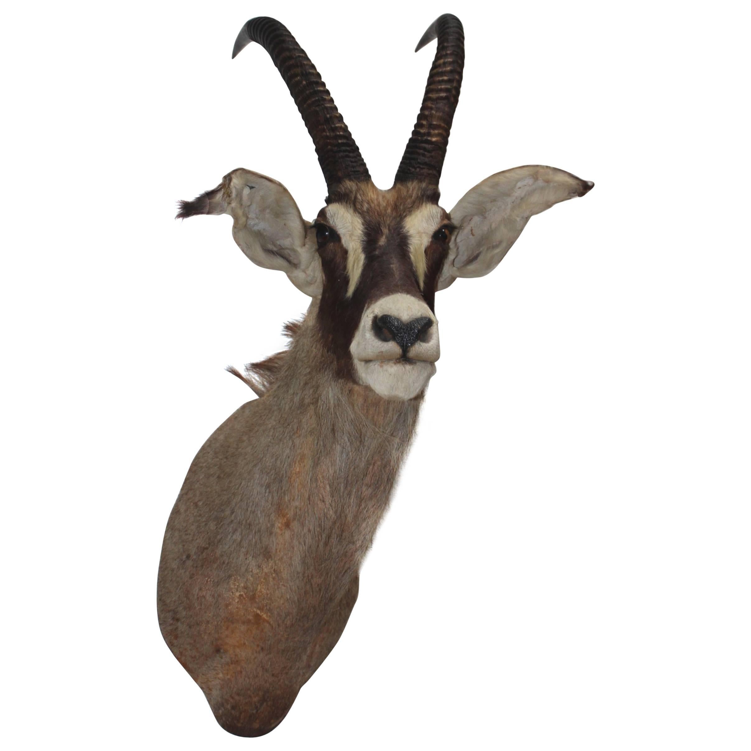 Large Gazelle Mounted Taxidermy