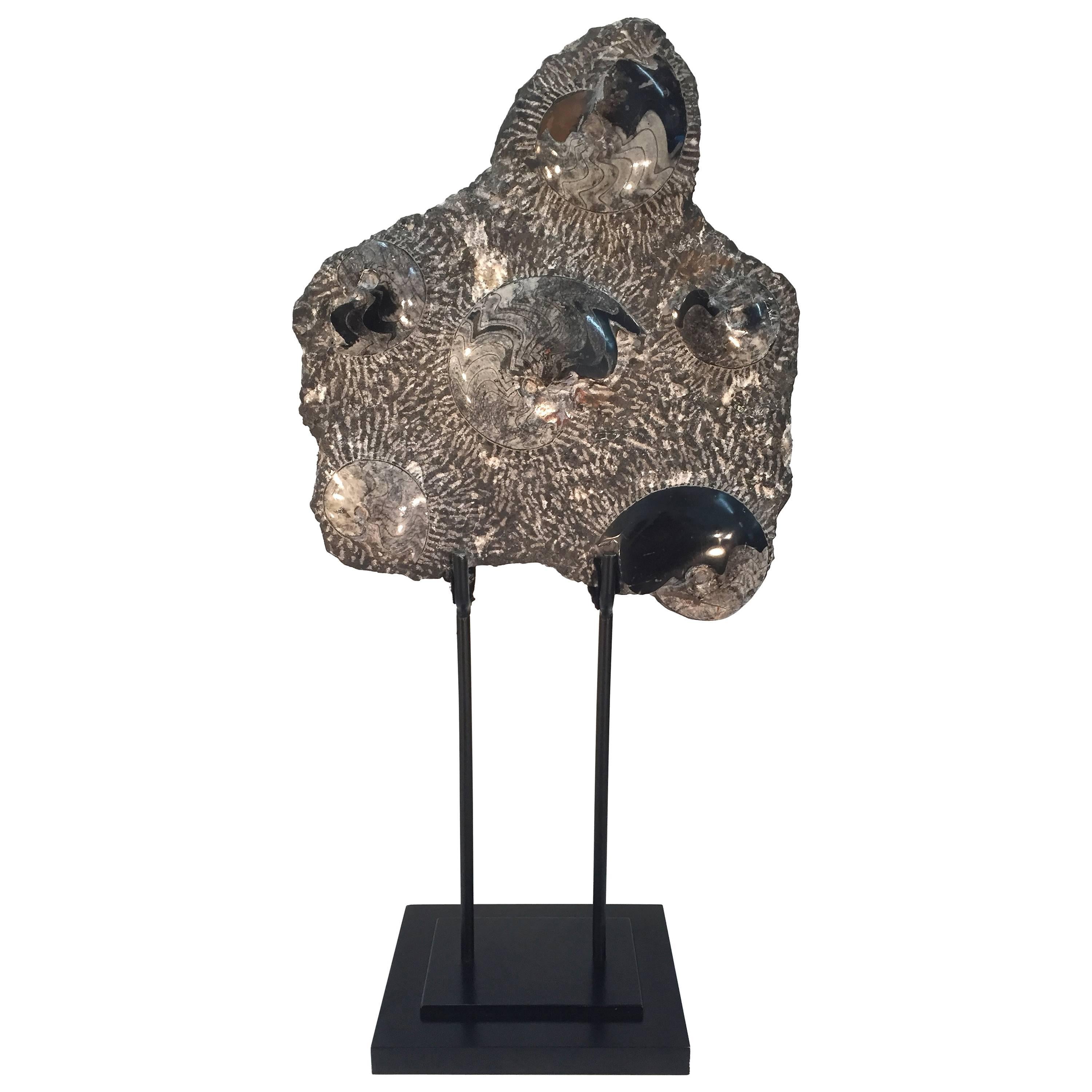 Fossilized Ammonite Cluster Sculpture For Sale