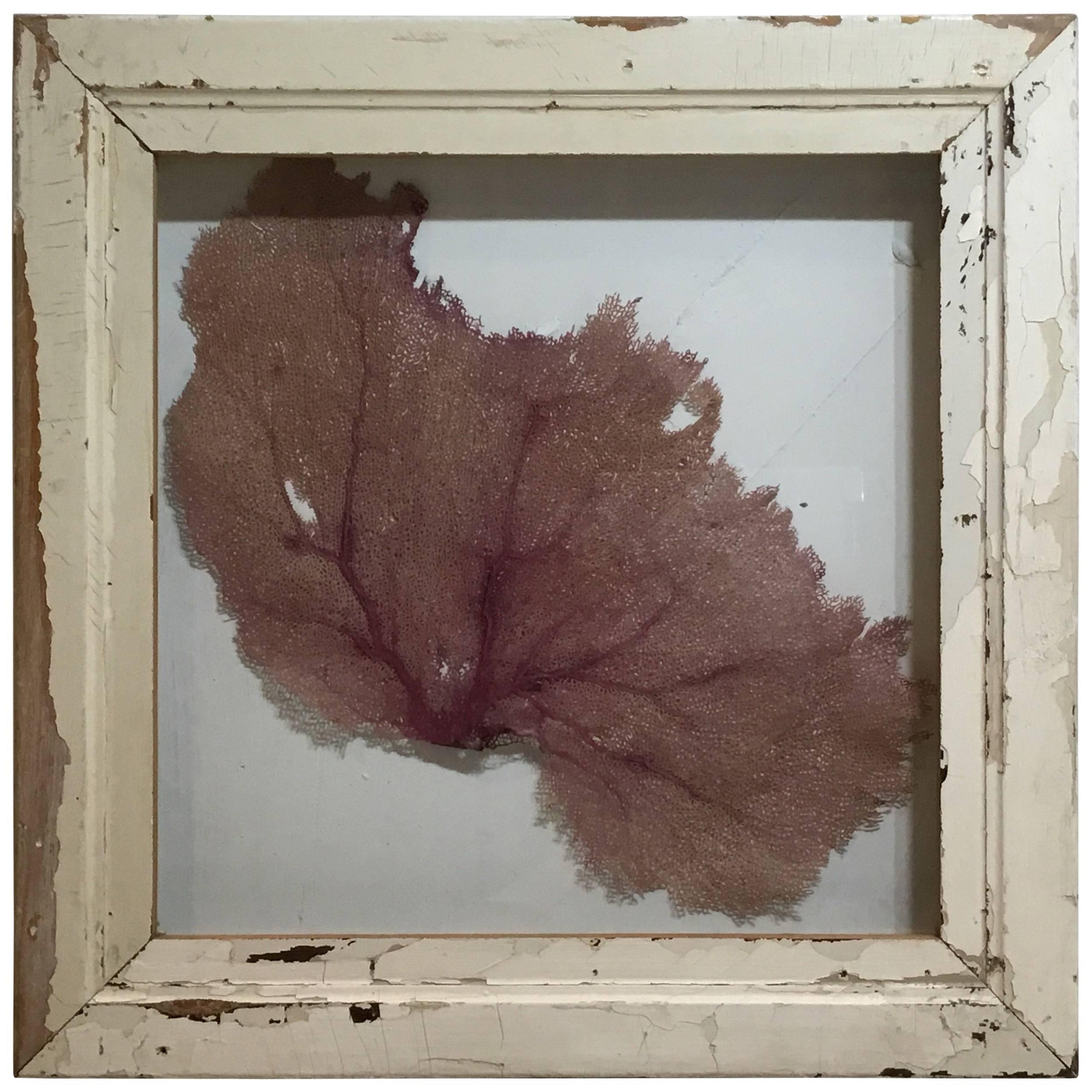 Large Natural Sea Shell Fan in Shadow Box