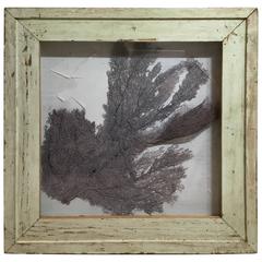 Large Natural Sea Shell Fan in Shadow Box