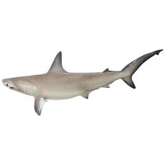 Long Hammerhead Shark Taxidermy Wall Mount