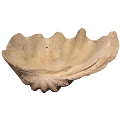 South Pacific Sumatran Clam Shell