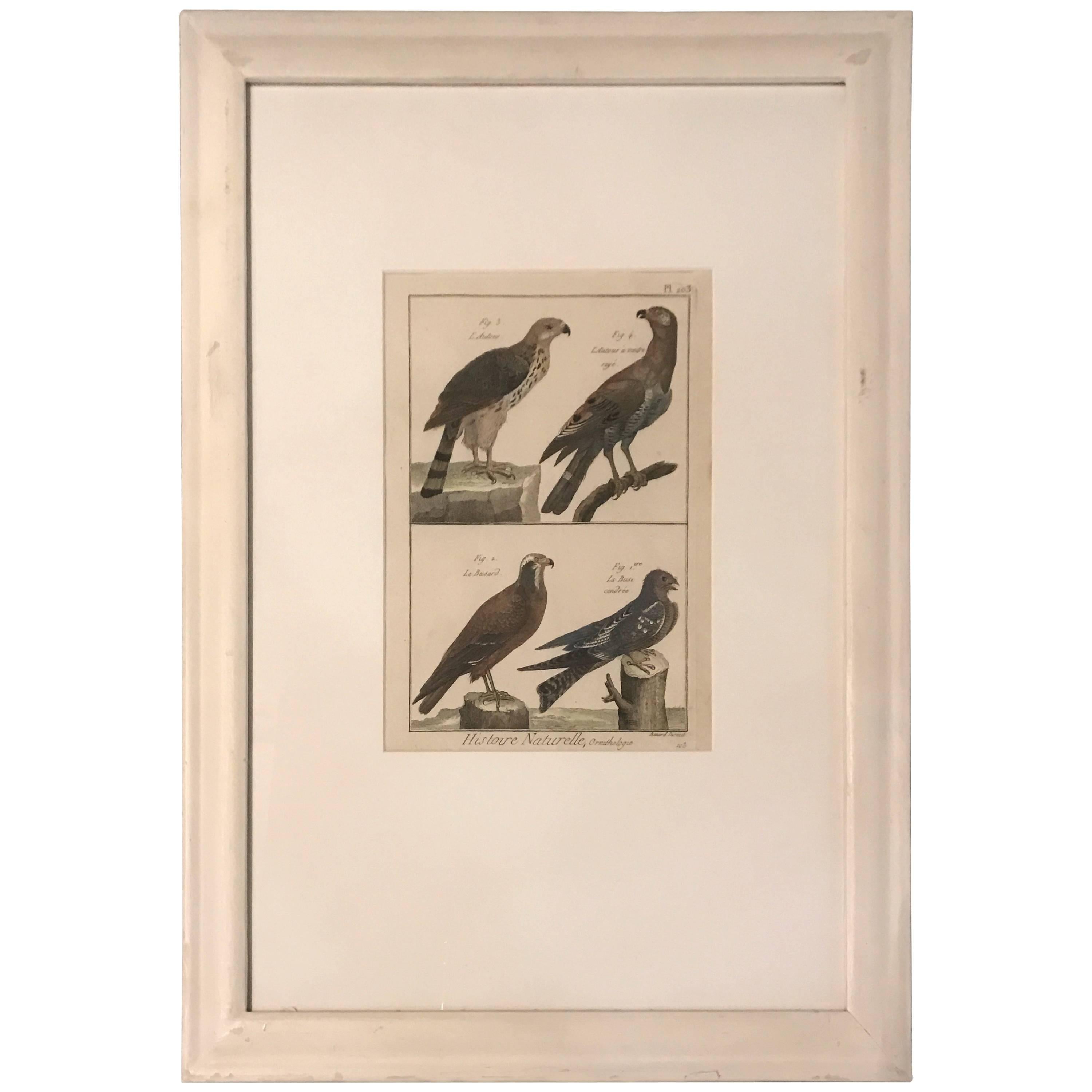19th Century Histoire Naturelle Hawks Print For Sale