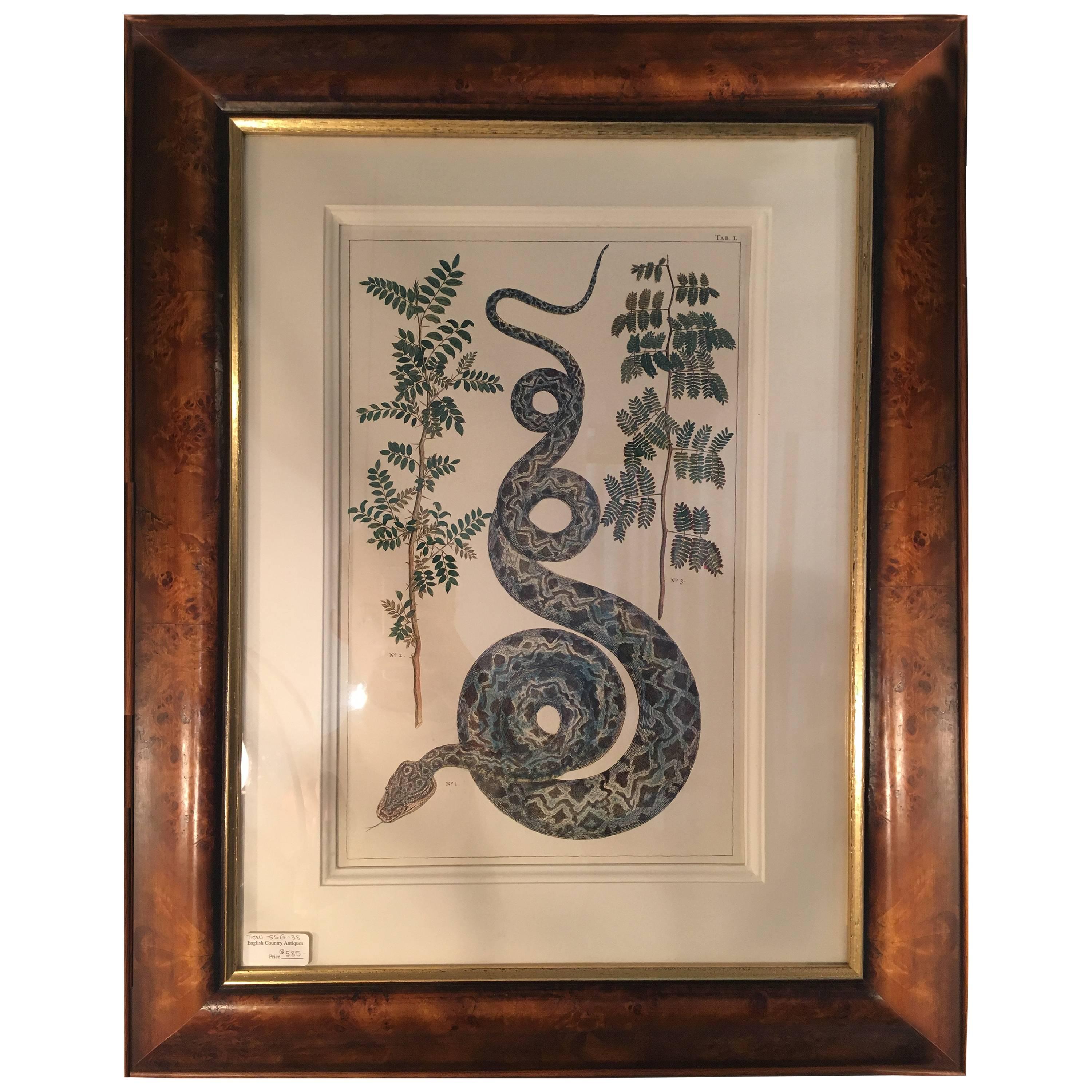Snake Print, Matted and Framed For Sale